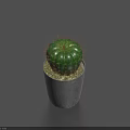 Bonsai Potted Cactus Plant in Gray Concrete Pot for Modern Indoor Home Decor