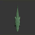 Crocodile Alligator Nile Crocodile carnivore reptile cold-blooded animal reptile 3d model
