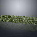 Green Moss Covered Curved Stone Wall With Irregular Stones Arrangement And Reflection