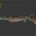 Graceful Red Spotted Fish Swimming On Dark Background With Clear Reflection