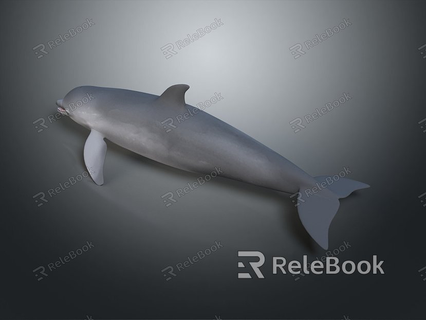 Spotting Dolphin Dolphin Cartoon Dolphin Animation Dolphin Animation Dolphin Animation Character Game Character model