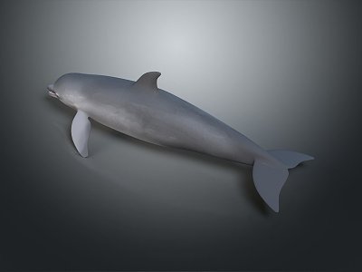 Spotting Dolphin Cartoon Dolphin Animation Dolphin Animation Dolphin Animation Character Game Character model