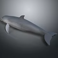 Spotting Dolphin Cartoon Dolphin Animation Dolphin Animation Dolphin Animation Character Game Character 3d model
