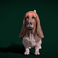 Basset Hound With Large Ears Brown Black Coat White Paws Standing On Green Background