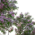 Apple Tree with Pink Blossoms Green Leaves and Brown Trunk in Outdoor Scene
