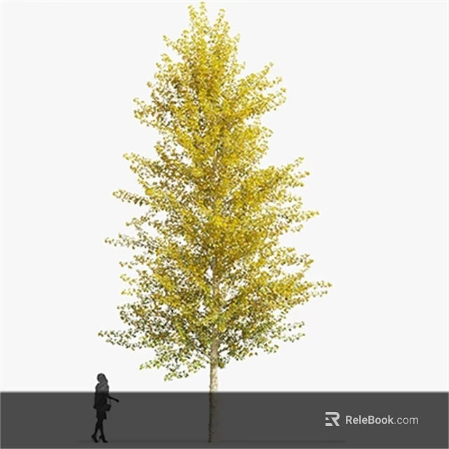 Tall Deciduous Arbor Tree with Yellow Green Leaves and Thick Trunk Near Person for Size Comparison 3d model 