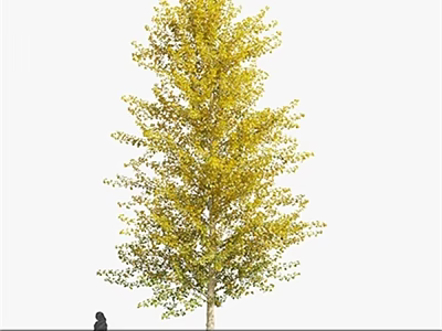 Tall Deciduous Arbor Tree with Yellow Green Leaves and Thick Trunk Near Person for Size Comparison 3d model