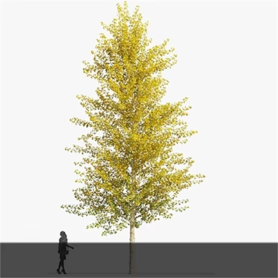 Tall Deciduous Arbor Tree with Yellow Green Leaves and Thick Trunk Near Person for Size Comparison 3d model