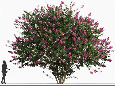 Ornamental Arbor with Vibrant Pink Blossoms and Lush Green Foliage in Garden Landscape Design 3d model