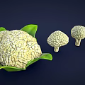 Fresh Cauliflower with Green Leaves and Different Sizes on Dark Background