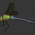 Green Dragonfly With Red Transparent Wings Perched On Shiny Black Surface