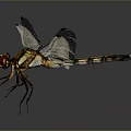 Dragonfly With Transparent Wings Red Eyes And Yellow Black Body On Dark Background 3d model