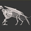 Modern Skeleton Gryphon Skeleton Gryphon Eagle Strange Bird Skeleton 3d model