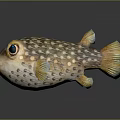 Spotted Pufferfish With Large Eyes And Yellow Fins On Reflective Surface