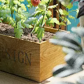 Indoor Potted Plants on Windowsill with Various Flower Pots and Green Wall