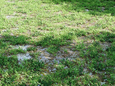 Lush Green Grass Covering Wet Ground With Small Puddles And Fresh Plants 3d model