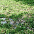 Lush Green Grass Covering Wet Ground With Small Puddles And Fresh Plants
