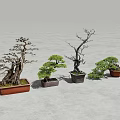 Four Decorative Bonsai Trees with Various Styles Arranged on Gray Surface 3d model