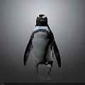 Penguin With Black And White Plumage Standing Against Gray Gradient Background 3d model