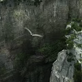 Natural Cliff Landscape With Flying Birds Lush Vegetation And Deep Valley