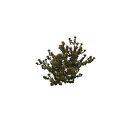 Vibrant Yellow Flowers Blooming On Lush Green Leaf Shrub Plant