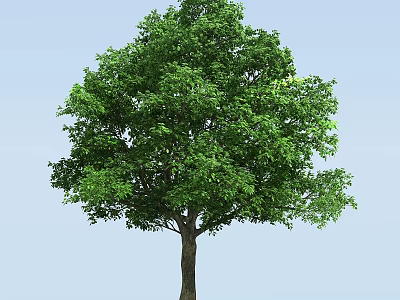Lush Green Tree With Dense Foliage Strong Trunk Against Clear Blue Sky Background 3d model