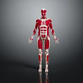 Human Limbs Muscular Anatomy Detailed 3D Rendered Anatomical Model Structure