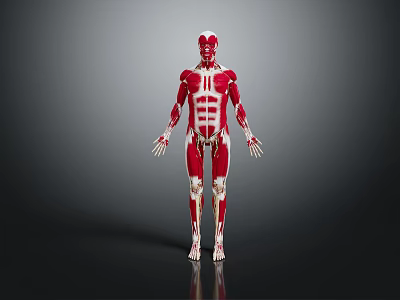 Human Limbs Muscular Anatomy Detailed 3D Rendered Anatomical Model Structure 3d model