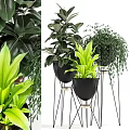 Indoor Decorative Potted Plants with Various Green Foliage in Black Pots and Metal Stands