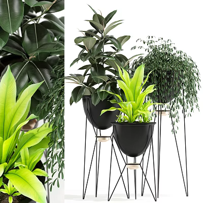 Indoor Decorative Potted Plants with Various Green Foliage in Black Pots and Metal Stands 3d model