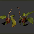 Plant Branches With Red Berries And Green Yellow Leaves On Gray Background