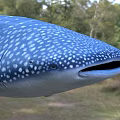 Whale Shark Marine Animal With Blue Body And White Spots Swimming In Ocean