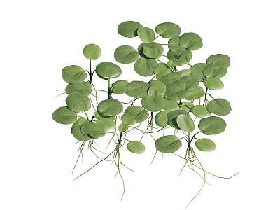 Lush Aquatic Plants With Round Green Leaves And Long Roots 3d model