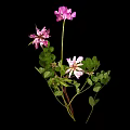Clover Plant With Purple And White Flowers Green Leaves Against Black Background
