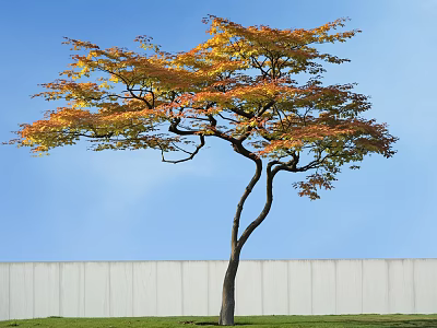 Curved Trunk Arbor With Orange Yellow Leaves Against Blue Sky White Wall Green Grass 3d model