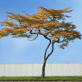 Curved Trunk Arbor With Orange Yellow Leaves Against Blue Sky White Wall Green Grass