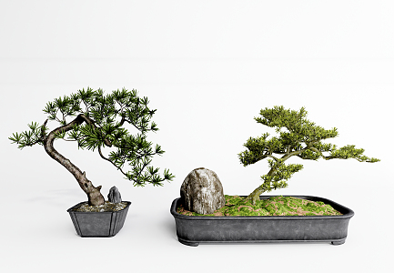 New Chinese Bonsai Pohan Pine Bonsai 3d model