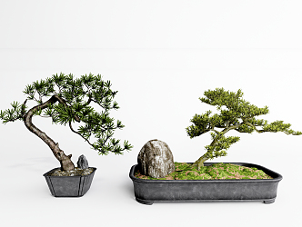 New Chinese Bonsai Pohan Pine Bonsai 3d model