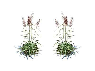 Two Clusters of Flowering Plants with Green Leaves and Purple Spikes on White Background 3d model