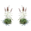 Two Clusters of Flowering Plants with Green Leaves and Purple Spikes on White Background