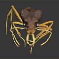 Detailed 3D Render of Brown Yellow Ant With Long Legs and Antennae on Black Background