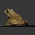 Brown Frog Sitting on White Circular Platform Against Dark Background