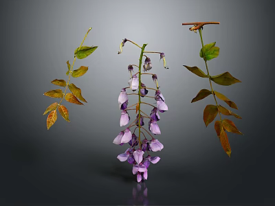 Wisteria Branches Featuring Purple Flower Clusters Green And Yellow Leaves On Dark Background 3d model