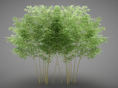 Lush Green Bamboo Grove with Tall Stems and Fresh Leaves 3d model