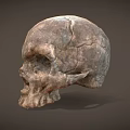 Ancient Human Skull With Detailed Textured Surface And Anatomical Structure 3d model