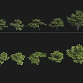 Garden Landscape Design Featuring Various Tree Sizes With Height Specifications 3d model