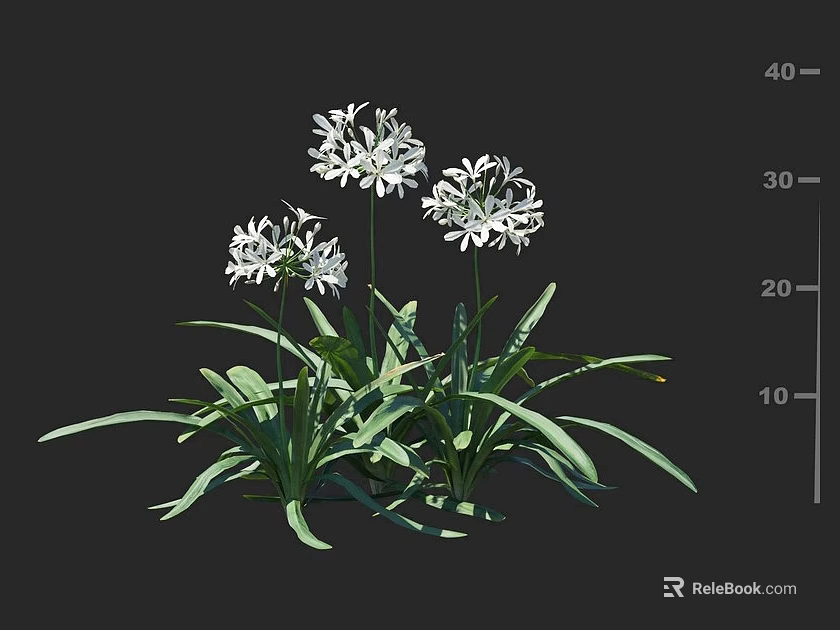 White Umbrella shaped Flowers with Lush Green Leaves and Strong Stems in Bloom 3d model 