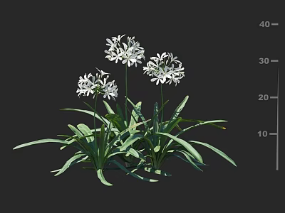 White Umbrella shaped Flowers with Lush Green Leaves and Strong Stems in Bloom 3d model