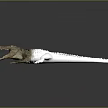 Crocodile With Open Mouth Brown Head And White Body In Dark Background