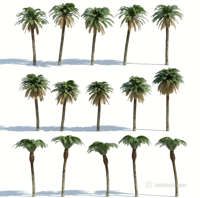 Tall And Short Palm Trees With Green Fronds Arranged In Rows Casting Shadows 3d model 
